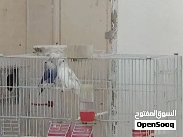 جوز روز بالصلاة على النبي تحتهن بيض