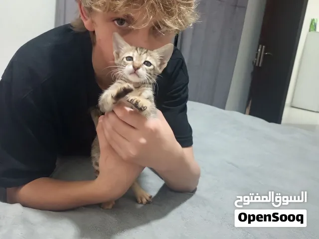 Arabian Mau for adoption