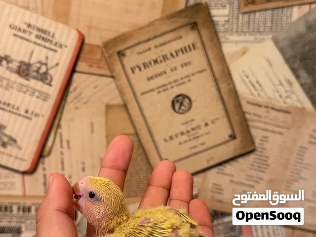 متوفر فروخ روز بالوان مختلفه