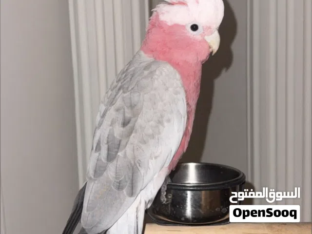 كوكاتو قالا بصحه جيده جدا و اليف و لعوب و ريشه مرتب
