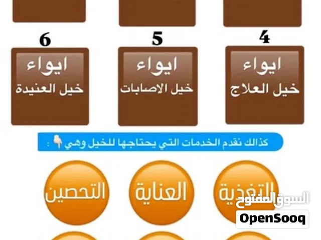 ايواء جميع الخيول