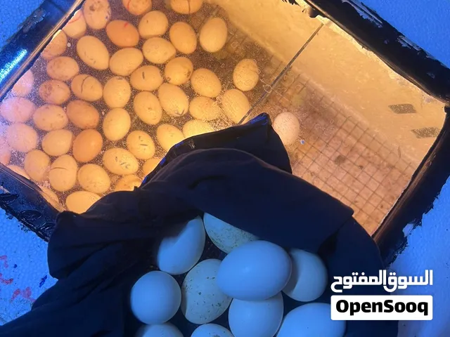 فقاسات فلين للبيع سعة سبعين بيضه