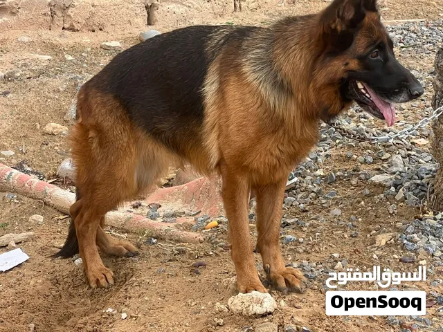 مجموعة نوادر لي يبي يكسب اقرأ الوصف وشوف الفيديو