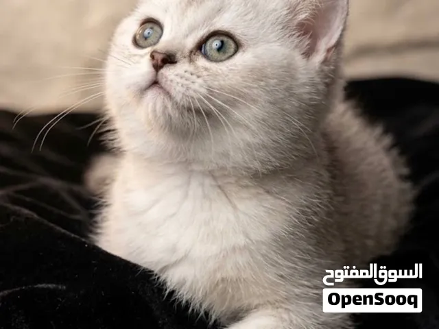 سكوتش فولد ستريت للبيع