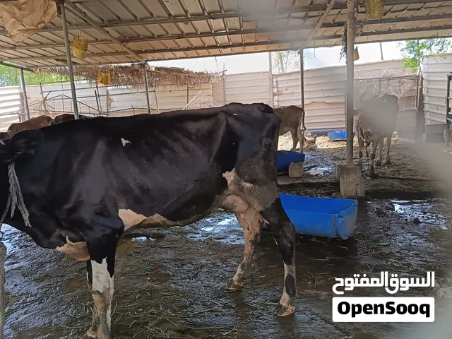 بقره هولندي للبيع