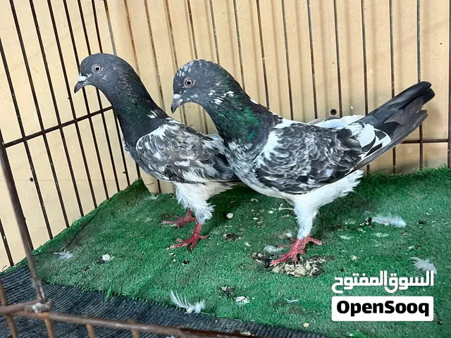 للبيع زوج حمام الانثى داب ولاه وذكر كراس