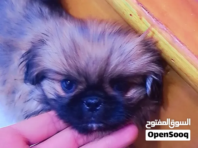 لبيع قزم ويلعب شيزن ب 100