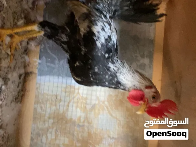 السلام عليكم متوفر 3 ديوجه دندراوي ثلجي العمر 3 تشهر مكاني البصره الحيانيه شارع اول لاين ...........