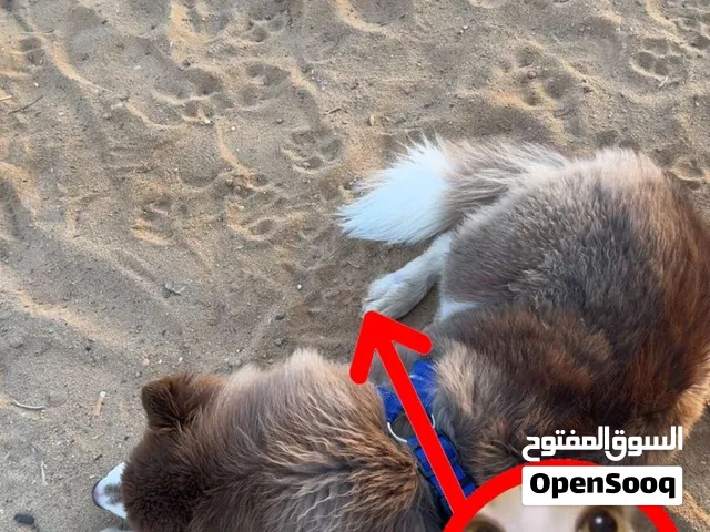 هاسكي بيور