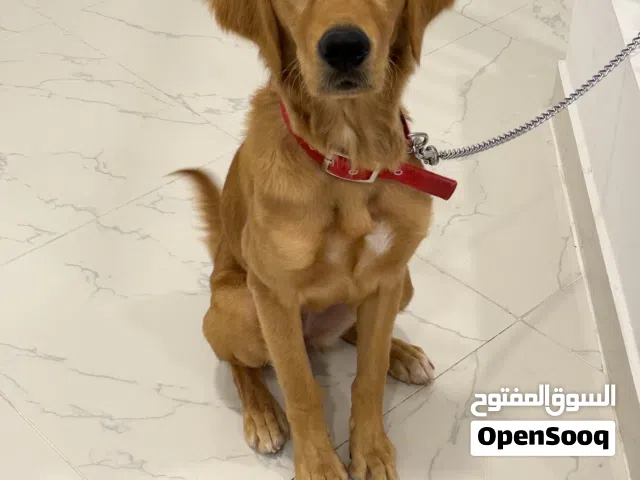 Golden retriever puppy