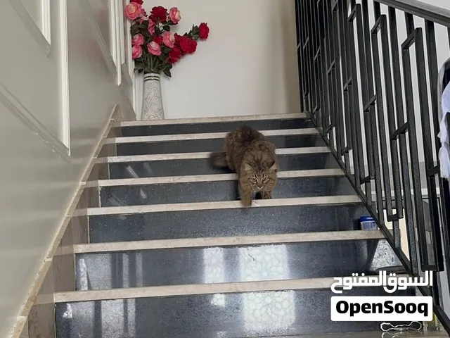 قط شيرازي مميز اصل للبيع للجالدين