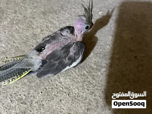 فرخ كوكتيل وجوزين حب