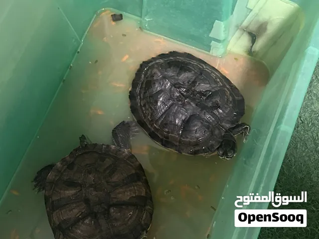 سلاحف برمائية بحجم ممتاز وصحة جيدة للبيع (عدد 2)