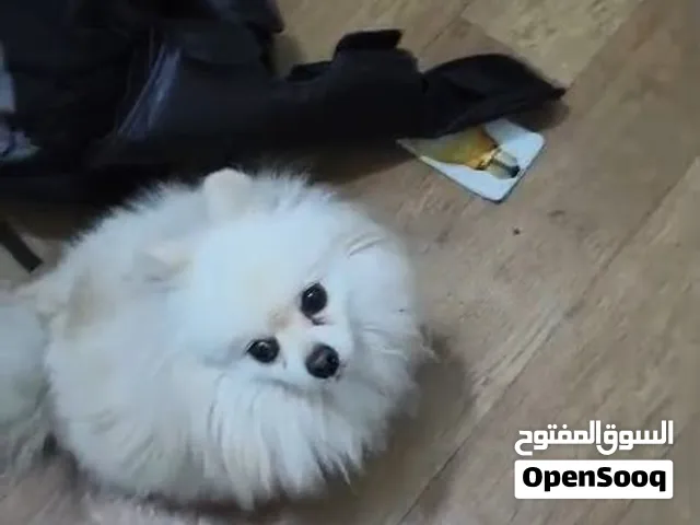 كلب فحل بو للبيع