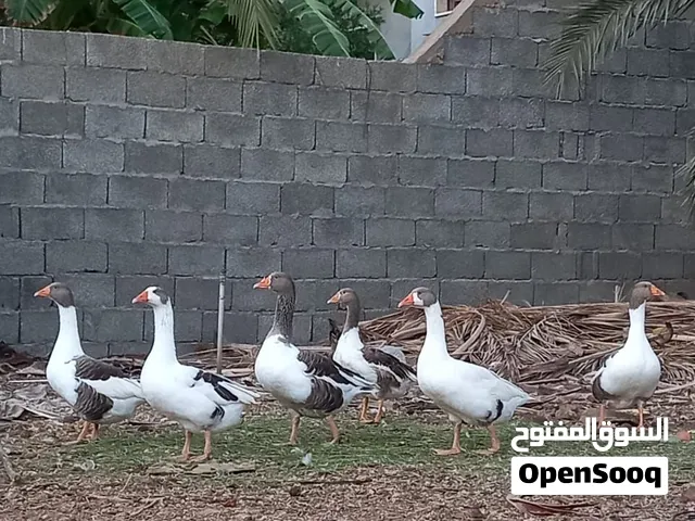 6 وزات للبيع
