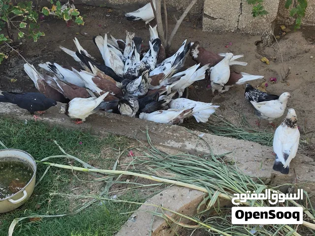 طيور حمام للبيع