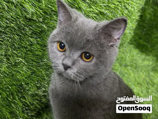 برتش شورت هير بيور أنثى العمر 5 شهور للبيع مطعمه