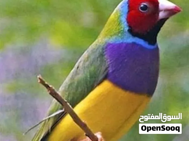 زوج كولدن فنش انثى وذكر لبيع او مروس