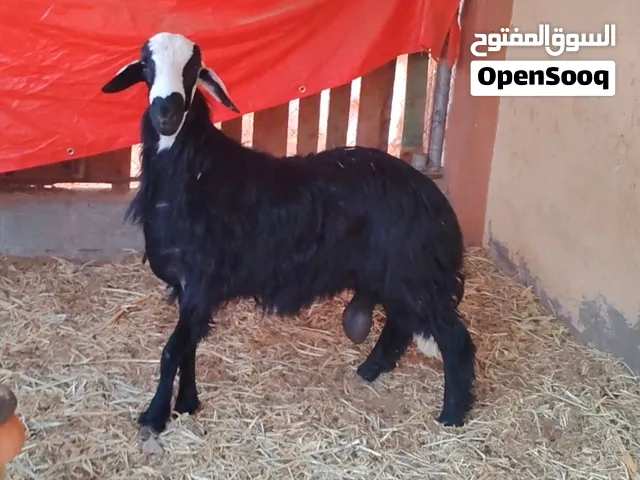 للبيع حلال اقراء ف الاسفل