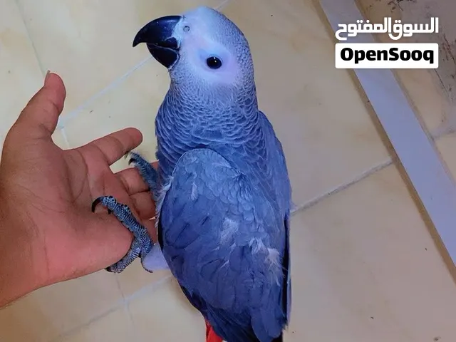 hand tamed and free fly African grey