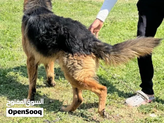 من اجمل الكلاب في الطاعه