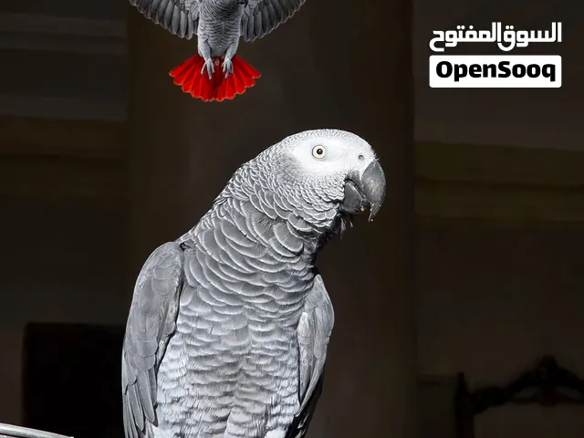 (كاسكو) (زنجباري) (رمادي الافريقي )