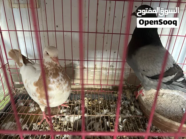 جوزين حمام رومي محترم
