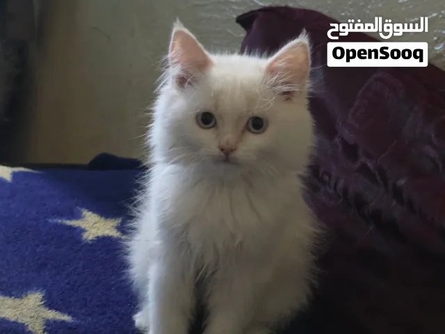 قطه الهملايا اورنج للبيع