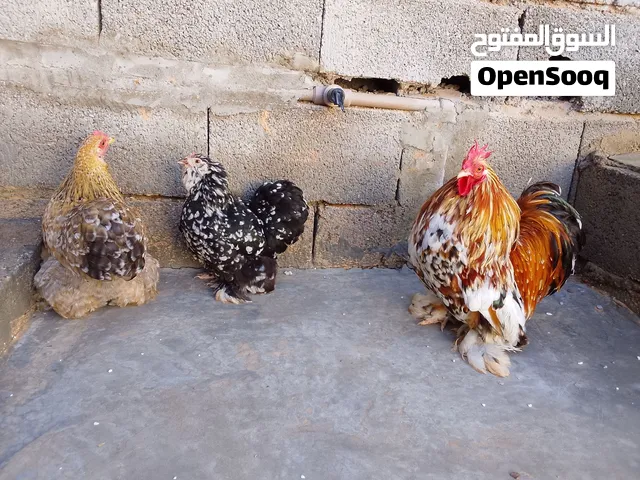 السلام عليكم يوجد زوز كوبية استرالي