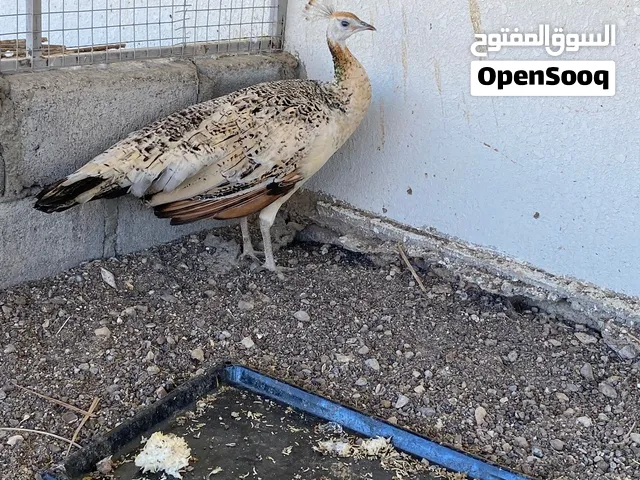 150 ريال البيع الطاووس