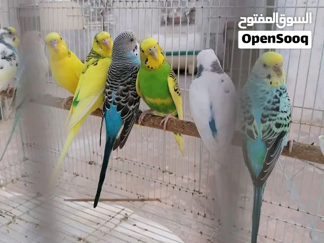 يوجد لدينا طيور الزينه