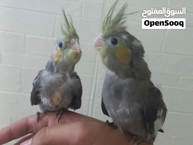فرخين كوكتيل للبيع
