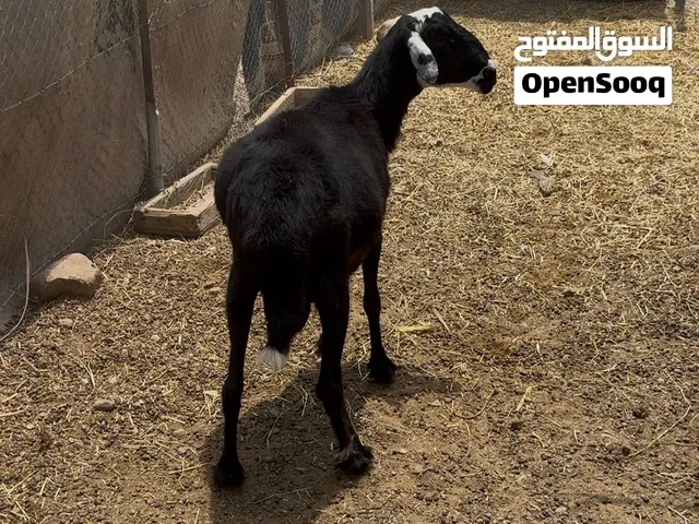 كبش فحل حار جاهز حل حلال