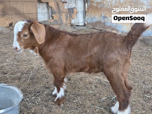 صخال سمان معي 3