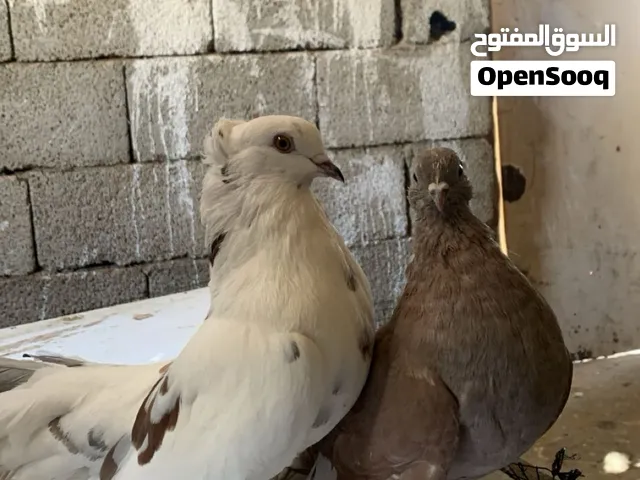 كوبيه هنداوي ربي يبارك