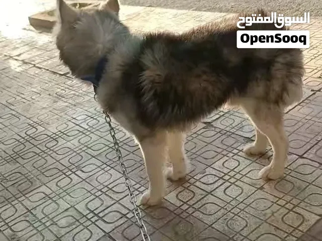 هسكي للبيع  العمر10اشهر