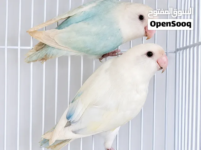 ازواج لوفبيرد منتجه واول انتاج حجم وصحه ممتازين الوصف مهم