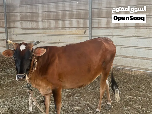 بقرة البيع