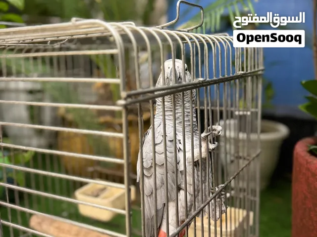 بغبغاء كاسكو