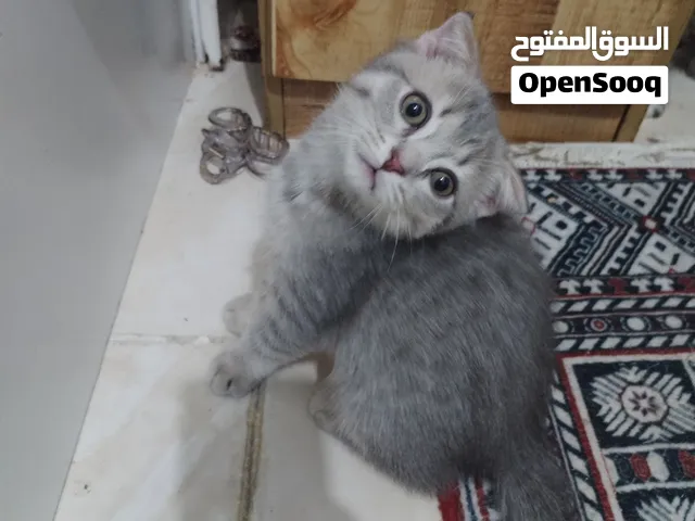 سكوتش وراغدول امريكي للبيع