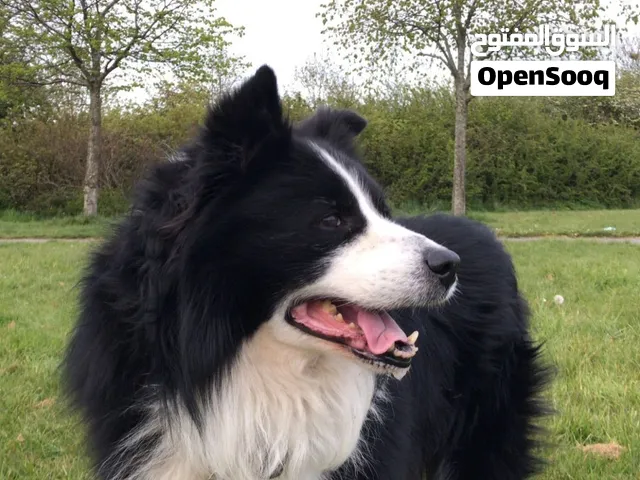 Dog Walker in Al Mouj & nearby