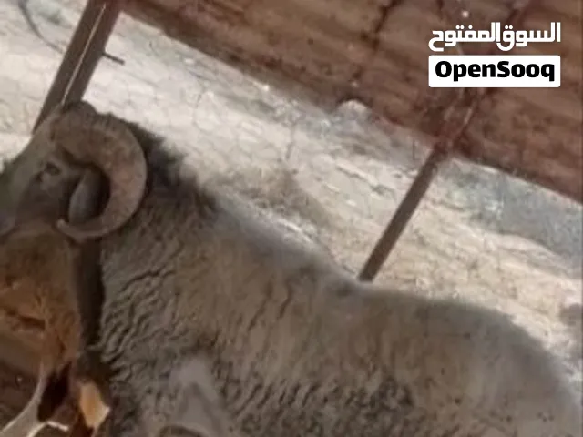 كبش سمين .