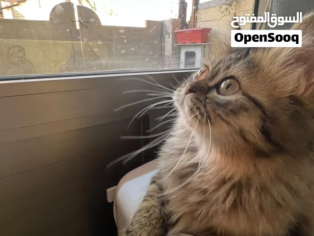 قطط تبني مكان بغداد