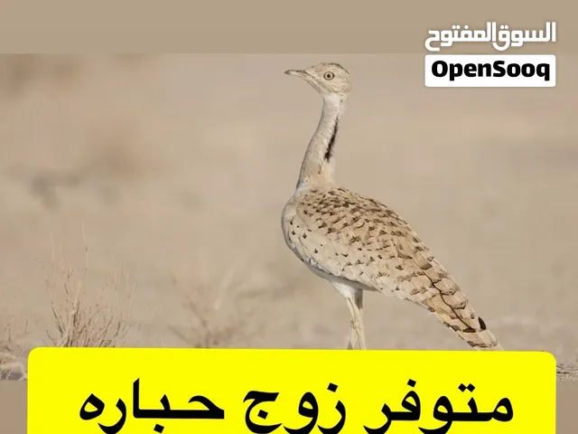 حباره لبيع