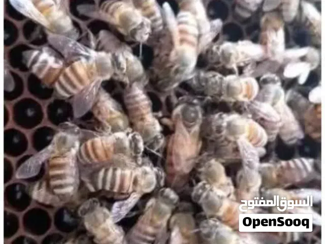 للبيع طرود نحل بلدي غنامي عسال وأنواع العسل الطبيعي%ومتوفر خدمة التوصيل انحاء المملكة على طلب العميل