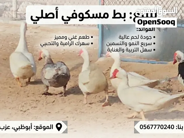 ذكور بط مصري