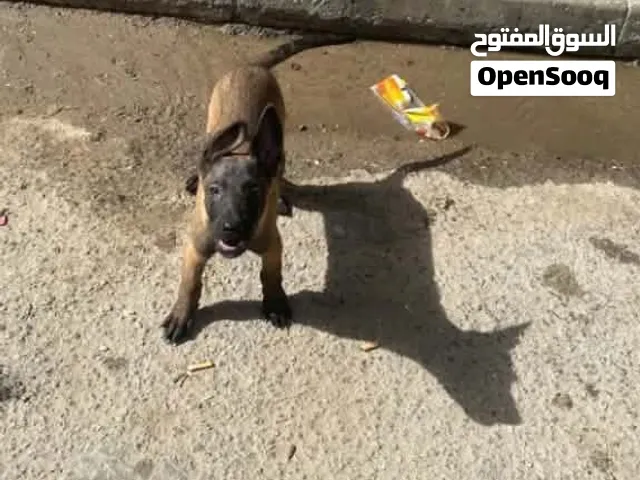كلب ربي يبارك ما يشكي من شيء نظيف ما مش مريض نظيف العمر شهرين و نص اقرأ الوصف