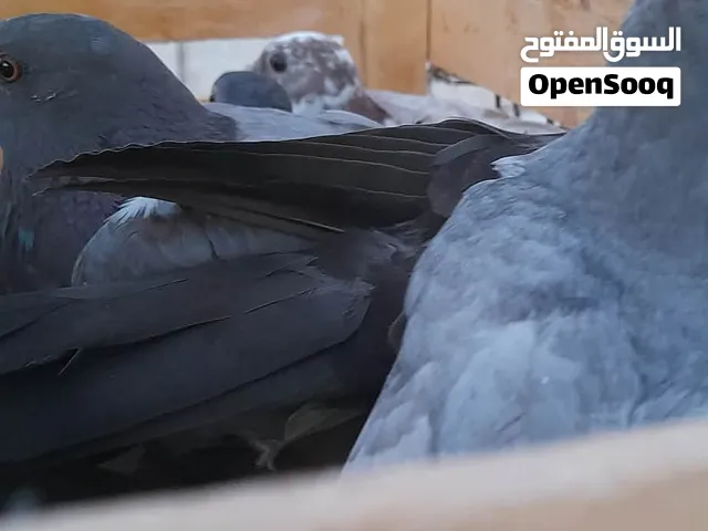 يوجد زغاليل بلدي 4جواز