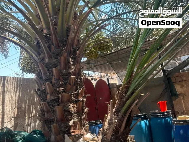 برحي أبو الخصيب النخله الوحده 225