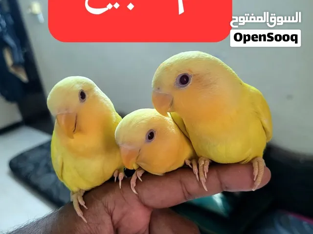افراخ روز الليف مفطوم
